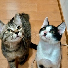 殺処分回避したいです！小さい命救ってください！生後4ヶ月兄妹！劣...