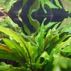 クリプトウエンティグリーンの画像