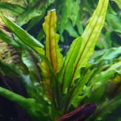 クリプトウエンティグリーンの画像