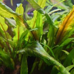 クリプトウエンティグリーンの画像