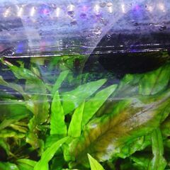 クリプトウエンティグリーンの画像