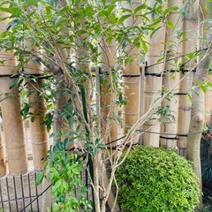 金木犀の木🌳
の画像