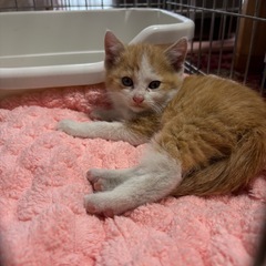 子猫ちゃん里親募集