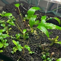 【30cmキューブ水槽セット】ブセ等そのまま育成中の画像