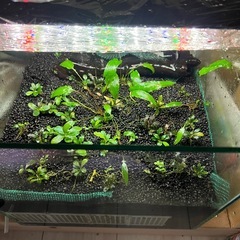 【30cmキューブ水槽セット】ブセ等そのまま育成中の画像