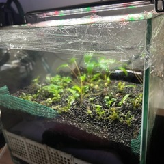 【30cmキューブ水槽セット】ブセ等そのまま育成中の画像