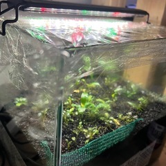 【30cmキューブ水槽セット】ブセ等そのまま育成中の画像