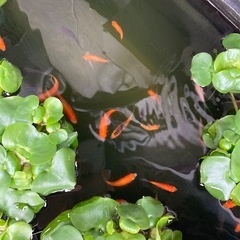 金魚あげますの画像