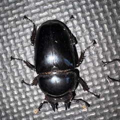 タランドゥスオオツヤクワガタの画像