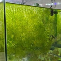 水草　マツモの画像