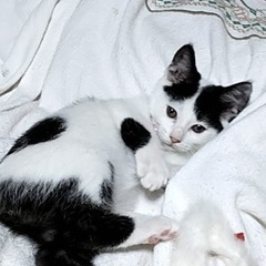 サチちゃんです🐈‍⬛