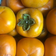 「お取り引き決定」渋抜き平柿　種無しの画像