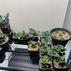 アガベまとめ売り　個別販売はしません！の画像