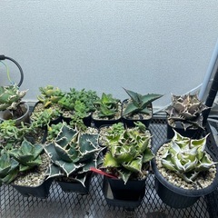 アガベまとめ売り　個別販売はしません！の画像