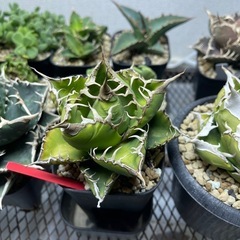 アガベまとめ売り　個別販売はしません！の画像