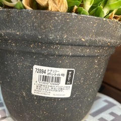 多肉植物　ラモサ　インテリア　観葉植物の画像