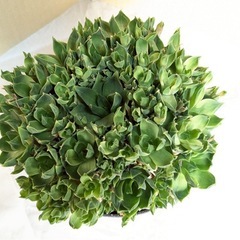 多肉植物　ラモサ　インテリア　観葉植物の画像