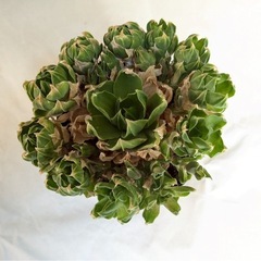 多肉植物　ラモサ　インテリア　観葉植物の画像