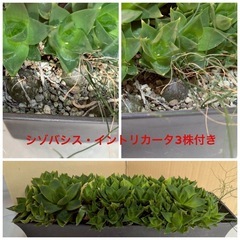 多肉植物　ラモサ　インテリア　観葉植物の画像