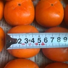 【お取引決定】渋抜き済み　柿　小の画像