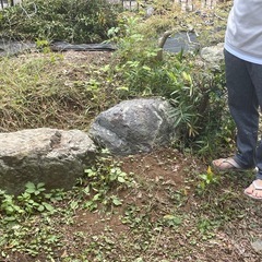 庭石　差し上げますの画像