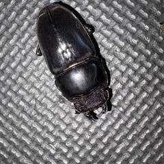 パラワンオオヒラタクワガタ　ペアの画像