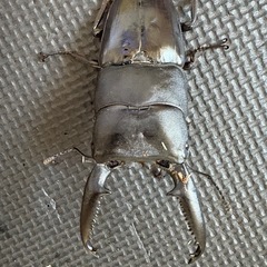 パラワンオオヒラタクワガタ　ペアの画像