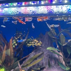 エンドラーズグッピー・コリドラス・オトシンクルスの画像