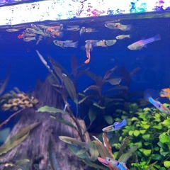 エンドラーズグッピー・コリドラス・オトシンクルスの画像