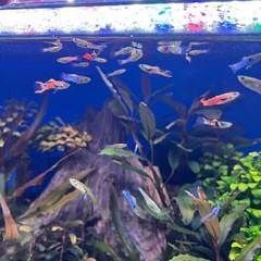 エンドラーズグッピー・コリドラス・オトシンクルスの画像