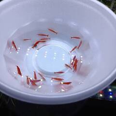 レッドファイアーシュリンプ⑤　１０匹の画像