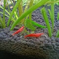 レッドファイアーシュリンプ⑤　１０匹の画像
