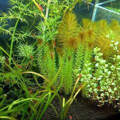 レッドファイアーシュリンプ⑤　１０匹の画像