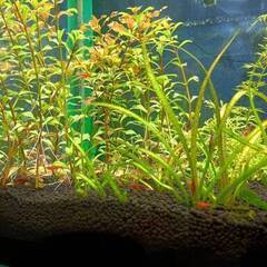 レッドファイアーシュリンプ⑤　１０匹の画像