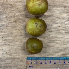 ☆レインボーレッドキウイ☆小〜中玉☆1袋200円の画像