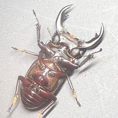 オオクワガタレッドアイ　RRの画像