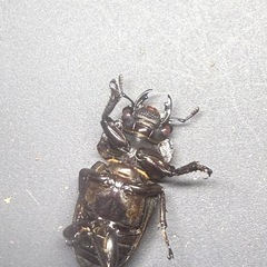 オオクワガタレッドアイ　RRの画像