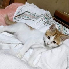 フクくんです🐈‍⬛