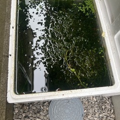 水草、レッドラムズホーンの画像