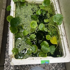 水草、レッドラムズホーンの画像