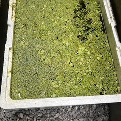 水草、レッドラムズホーンの画像