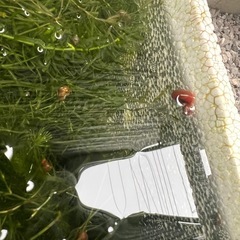 水草、レッドラムズホーンの画像