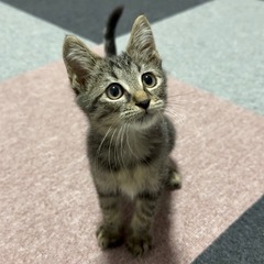 生後2ヶ月キジトラ女の子