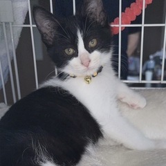 ケンくんです🐈‍⬛