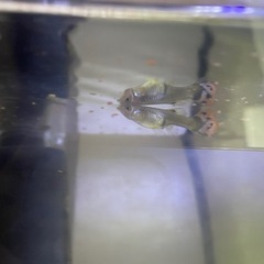 【取引決定】熱帯魚3匹 の画像