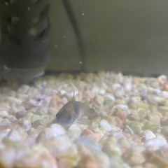 【取引決定】熱帯魚3匹 の画像