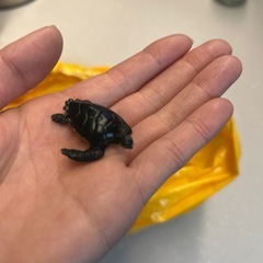 ☆11/13まで☆いろいろの画像