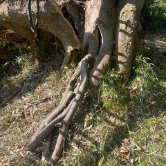 薪ストーブ　薪　キャンプ　マキの画像