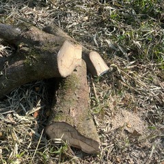 薪ストーブ　薪　キャンプ　マキの画像