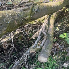 薪ストーブ　薪　キャンプ　マキの画像